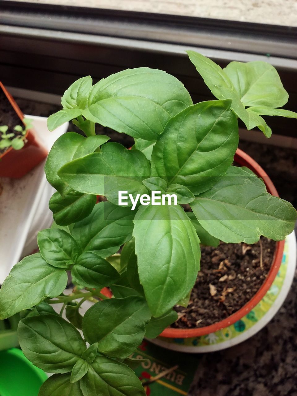 High angle view of potted plant