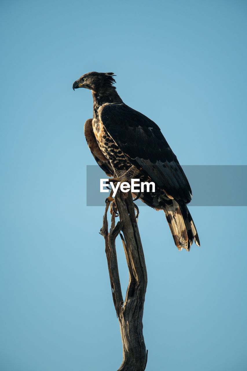 African crowned eagle atop dead tree stump