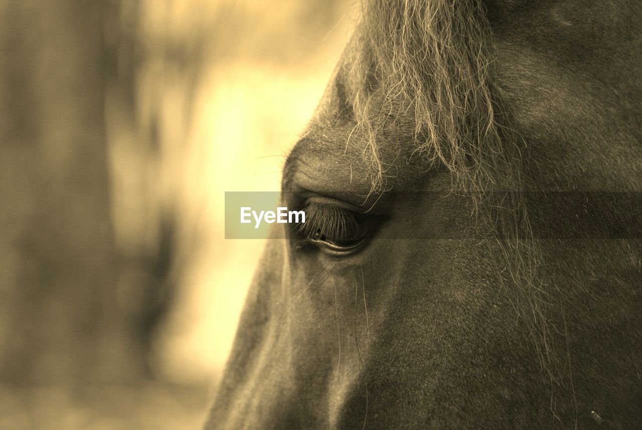Close-up side view of horse eye