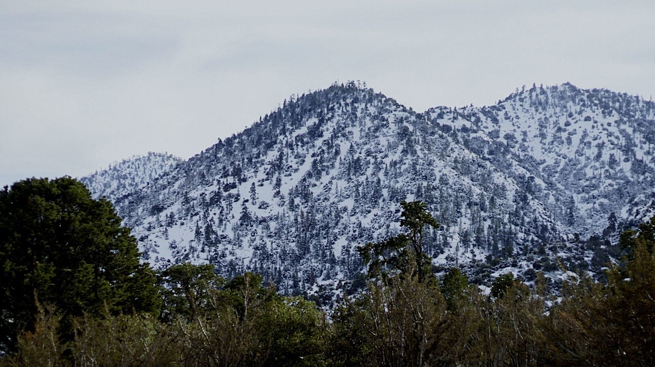 LOW ANGLE VIEW OF TREES AGAINST MOUNTAIN