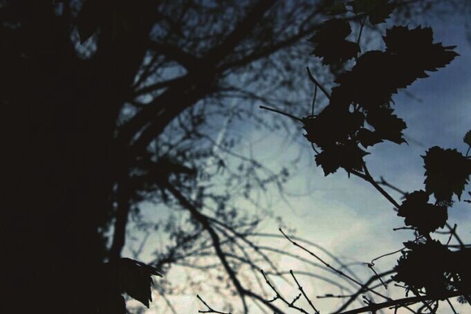 LOW ANGLE VIEW OF TREES AGAINST SKY