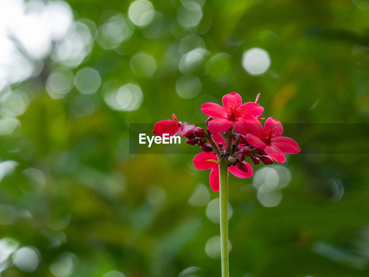 CLOSE-UP OF RED FLOWERING PLANTS