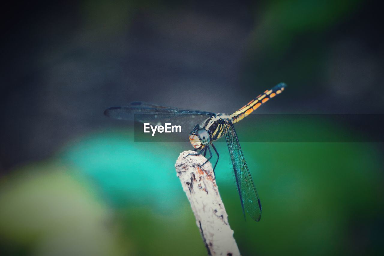 Close-up of dragonfly on plant