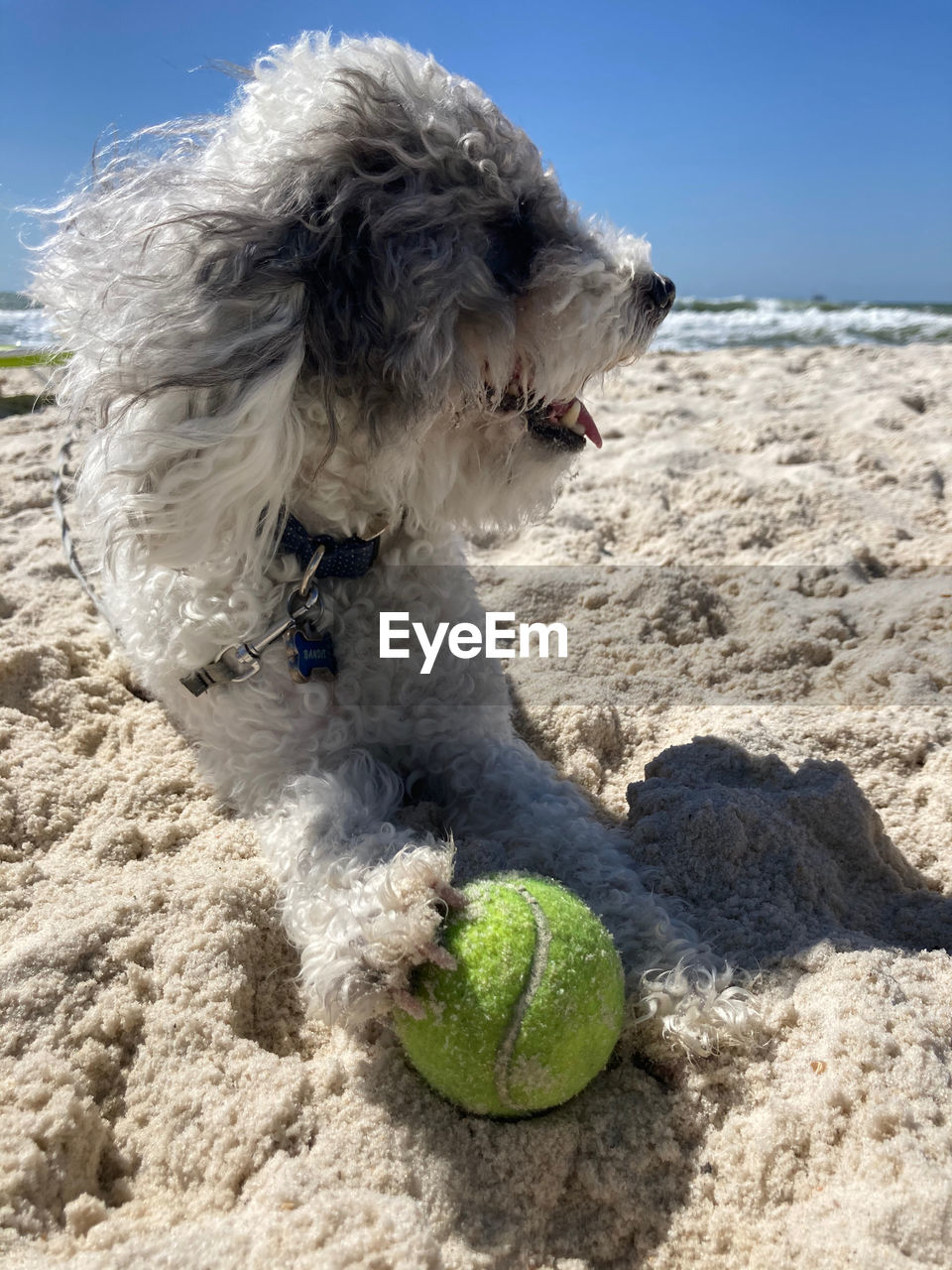 Dog on beach with tennis ball 