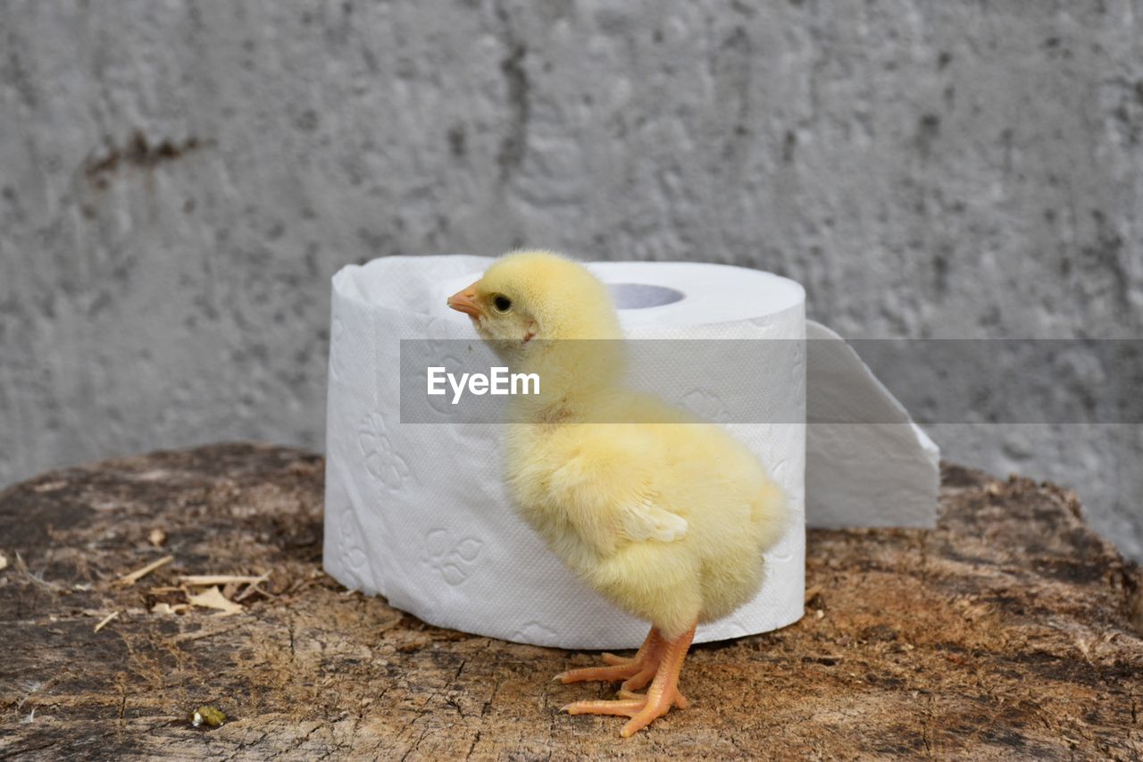 animal themes, animal, bird, yellow, beak, baby chicken, one animal, chicken, livestock, no people, domestic animals, young bird, pet, nature, young animal, duck, animal wildlife, wing, outdoors, day, wildlife, white, focus on foreground