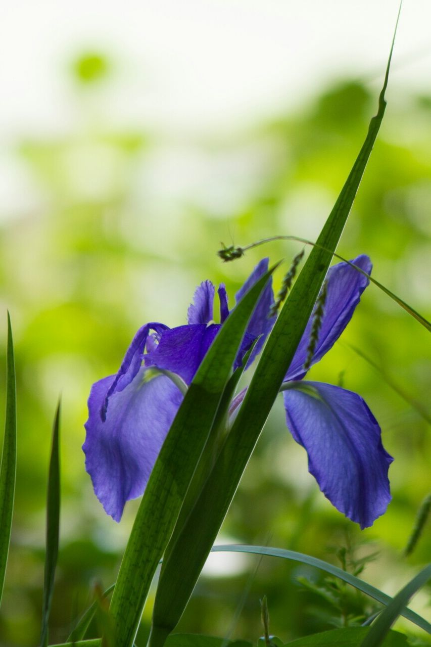 Close-up of a flower against blurred background