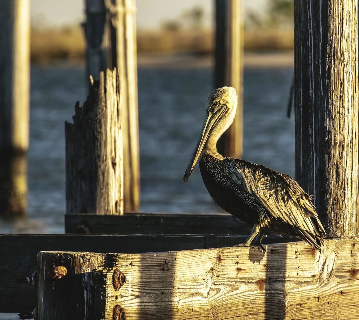 CLOSE-UP OF PELICAN PERCHING ON WOODEN POST