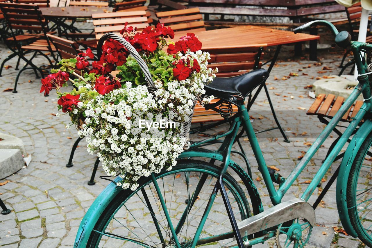 View of bicycle and plants