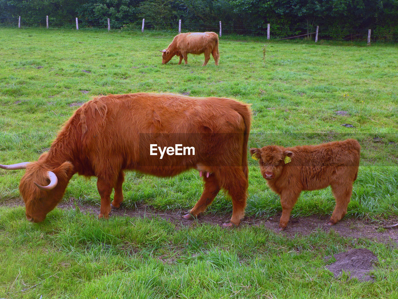 Cow grazing on field