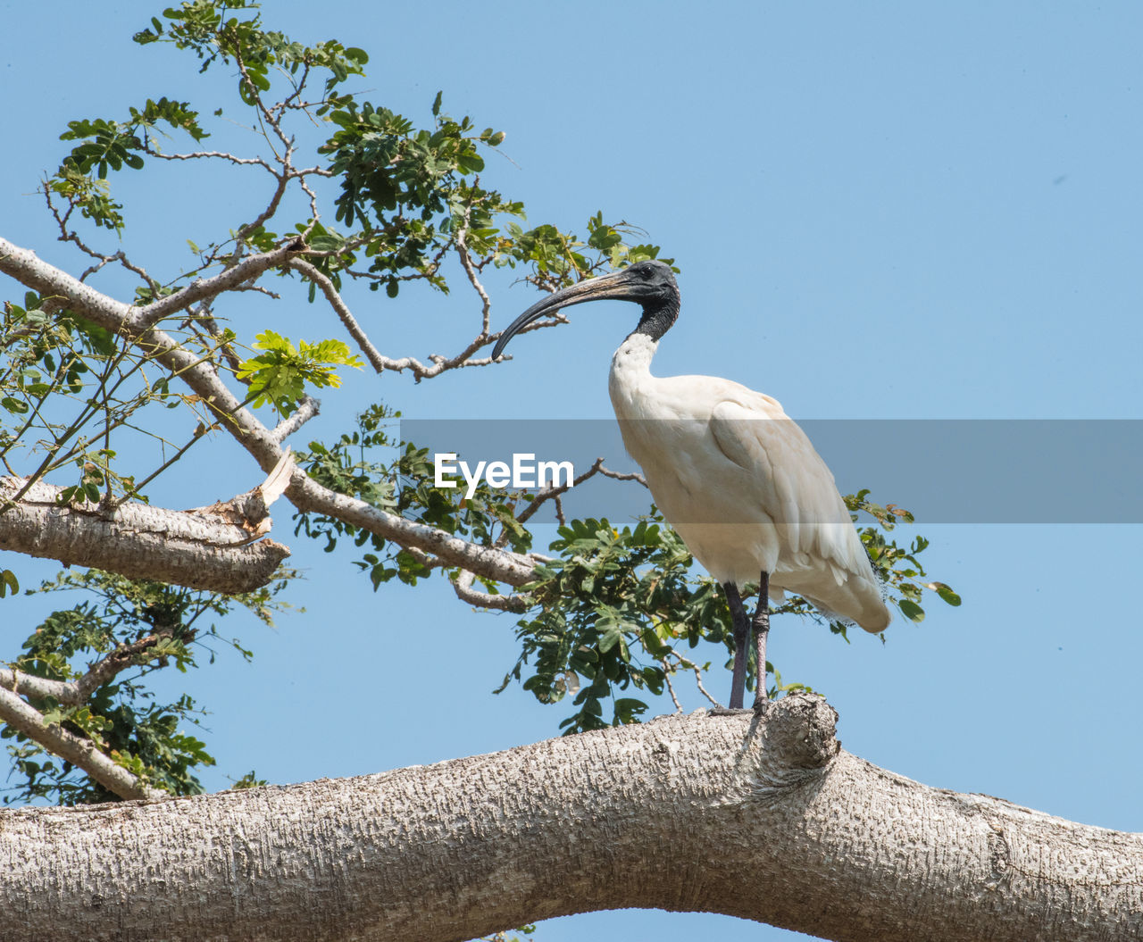 Low angle view of ibis bird perching on tree against sky