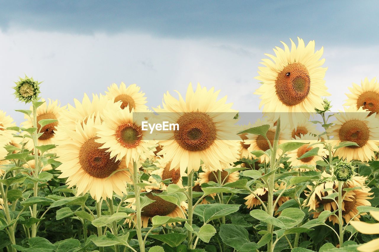 CLOSE-UP OF SUNFLOWERS AGAINST SKY