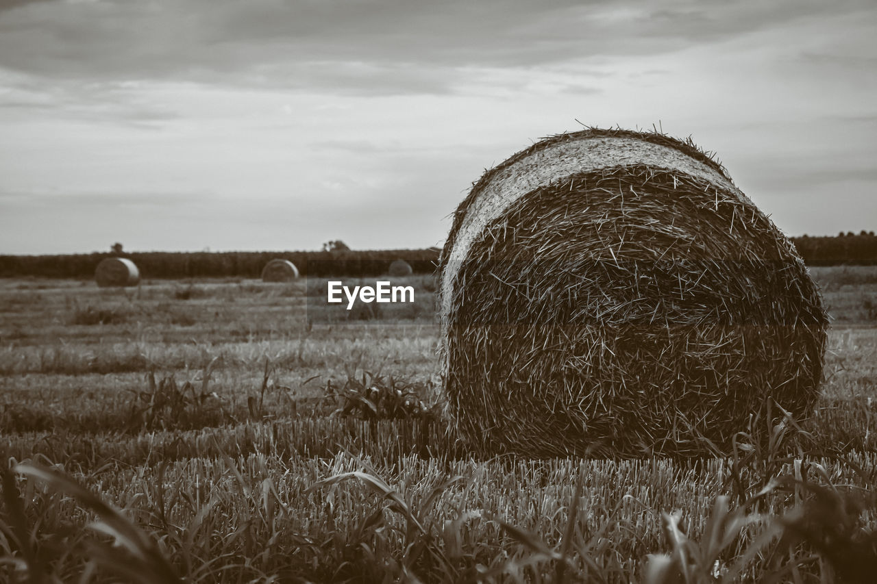 bale, hay, field, agriculture, landscape, rural scene, plant, land, sky, farm, environment, nature, cloud, harvesting, straw, rural area, grass, crop, cereal plant, tranquility, tree, scenics - nature, beauty in nature, rolled up, no people, tranquil scene, outdoors, harvest, day, monochrome, black and white, haystack, growth, sunlight