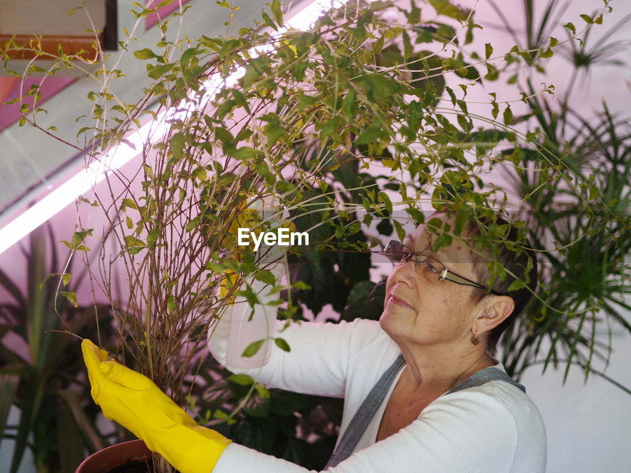 A woman cares for and waters indoor plants growing in a private house 