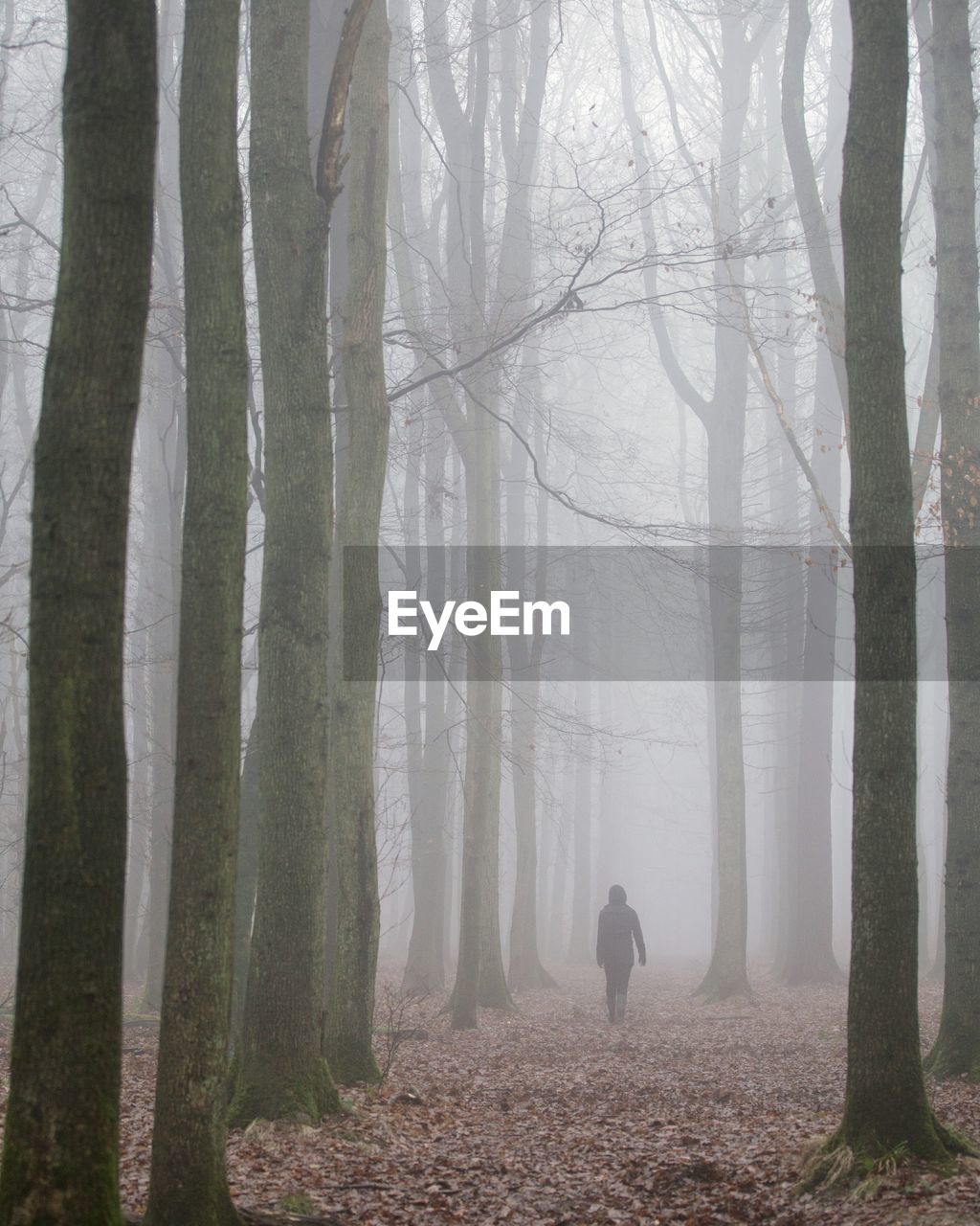 Man walking in forest