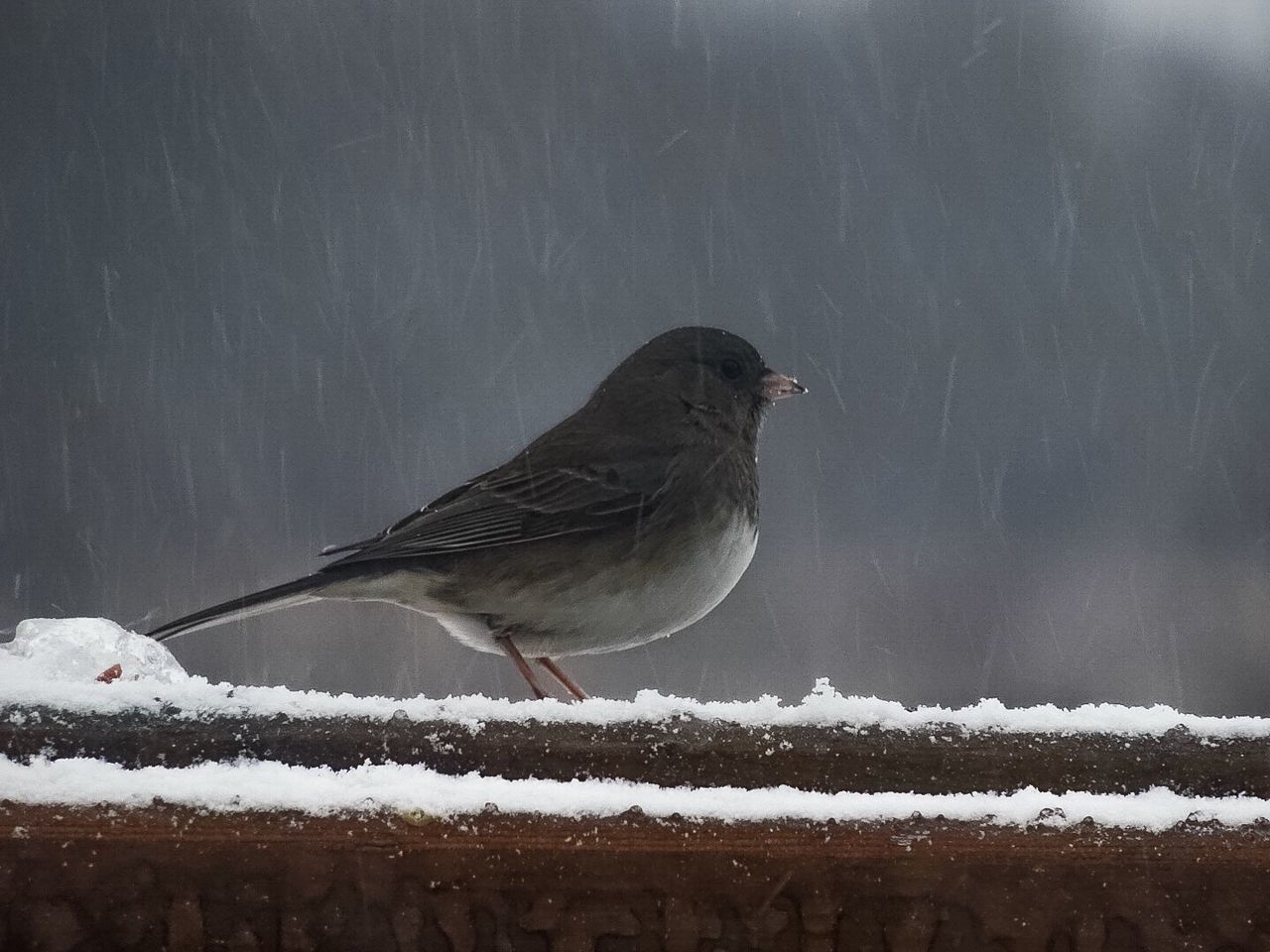 BIRD PERCHING ON SNOW
