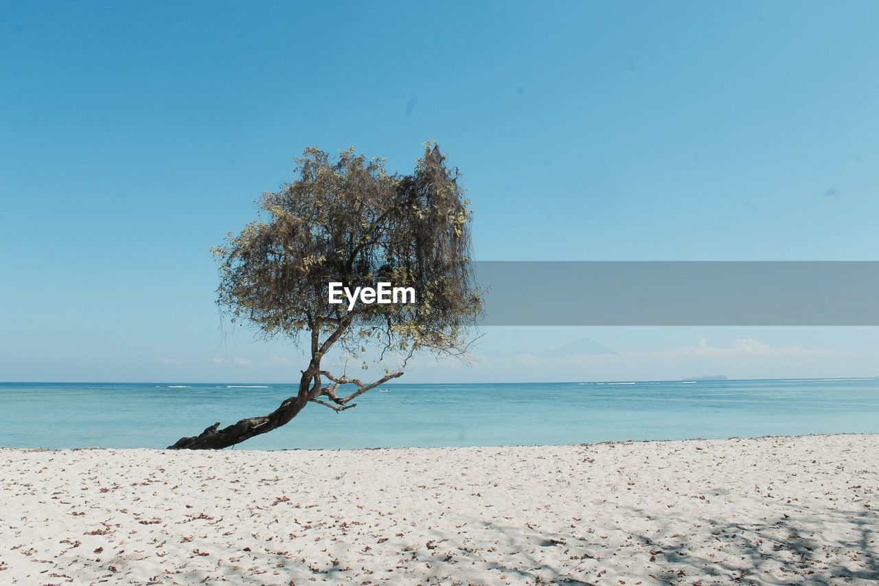 Tree on beach against clear blue sky