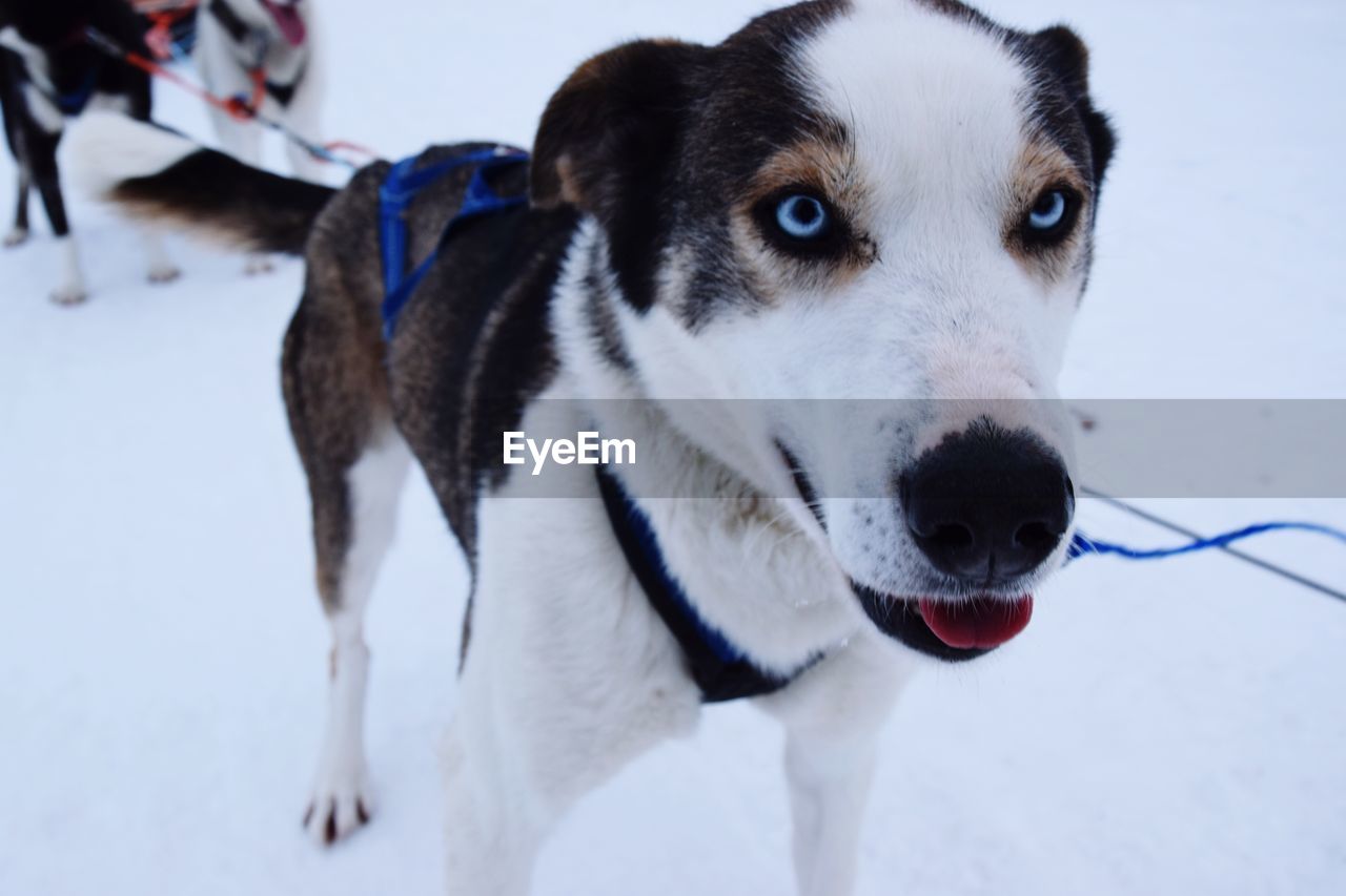 Close-up portrait of husky on snow