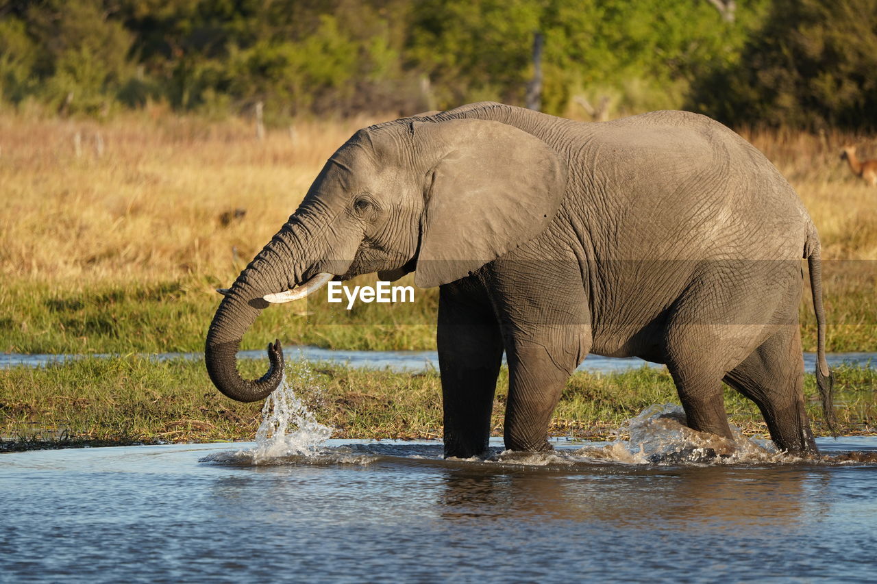 elephant standing in lake