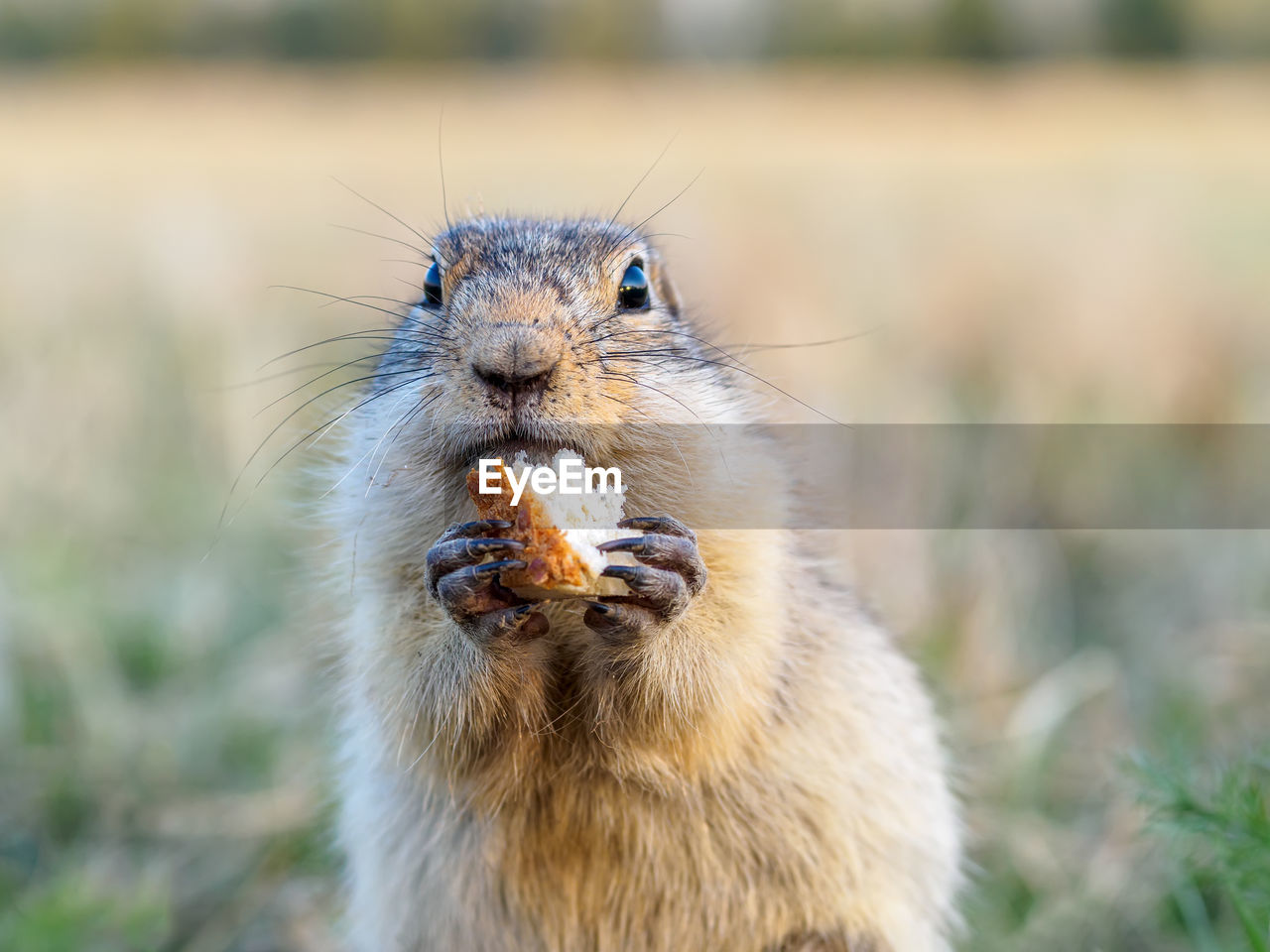 animal, animal themes, animal wildlife, one animal, mammal, wildlife, squirrel, whiskers, portrait, eating, rodent, prairie dog, no people, nature, close-up, animal body part, food, focus on foreground, looking at camera, food and drink, outdoors, cute, animal hair, day, front view