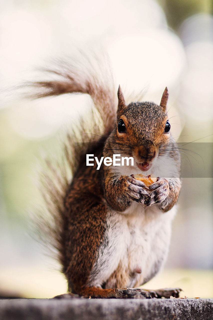 Squirrel holding a nut in central park, new york city, usa