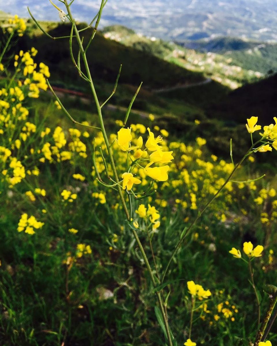 Close-up of yellow flowers blooming in field