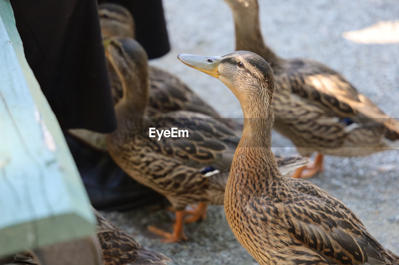 Close-up of ducks feeding