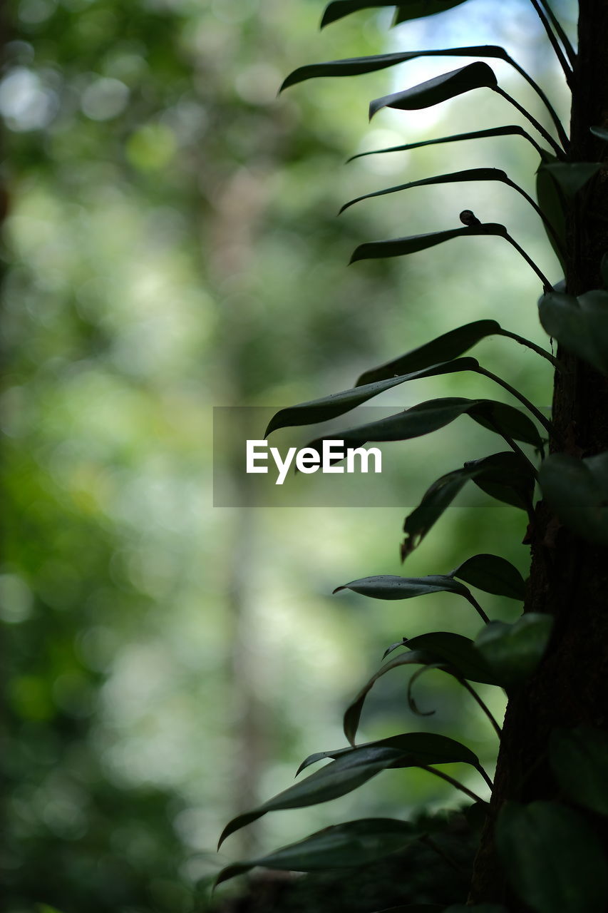 LOW ANGLE VIEW OF LEAVES ON TREE