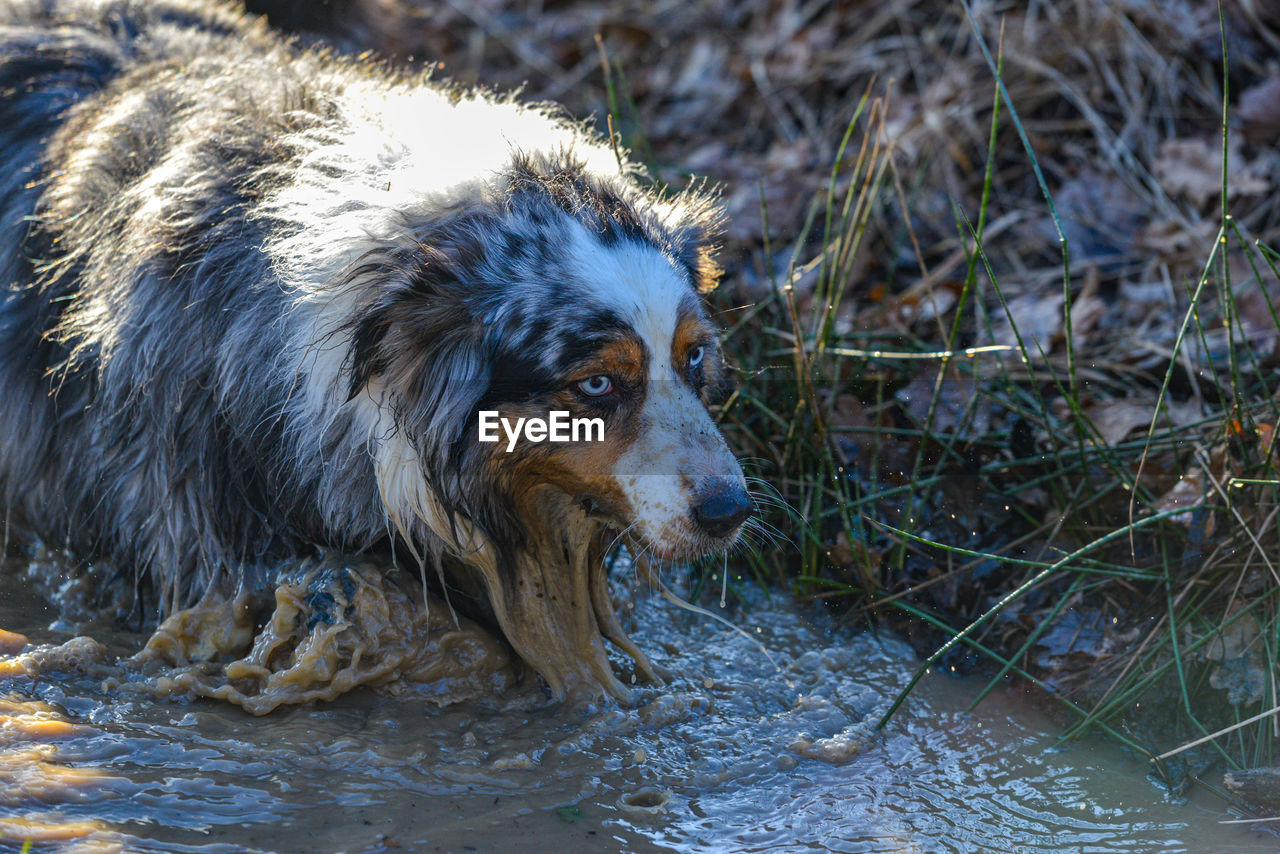 Close-up of dog in water