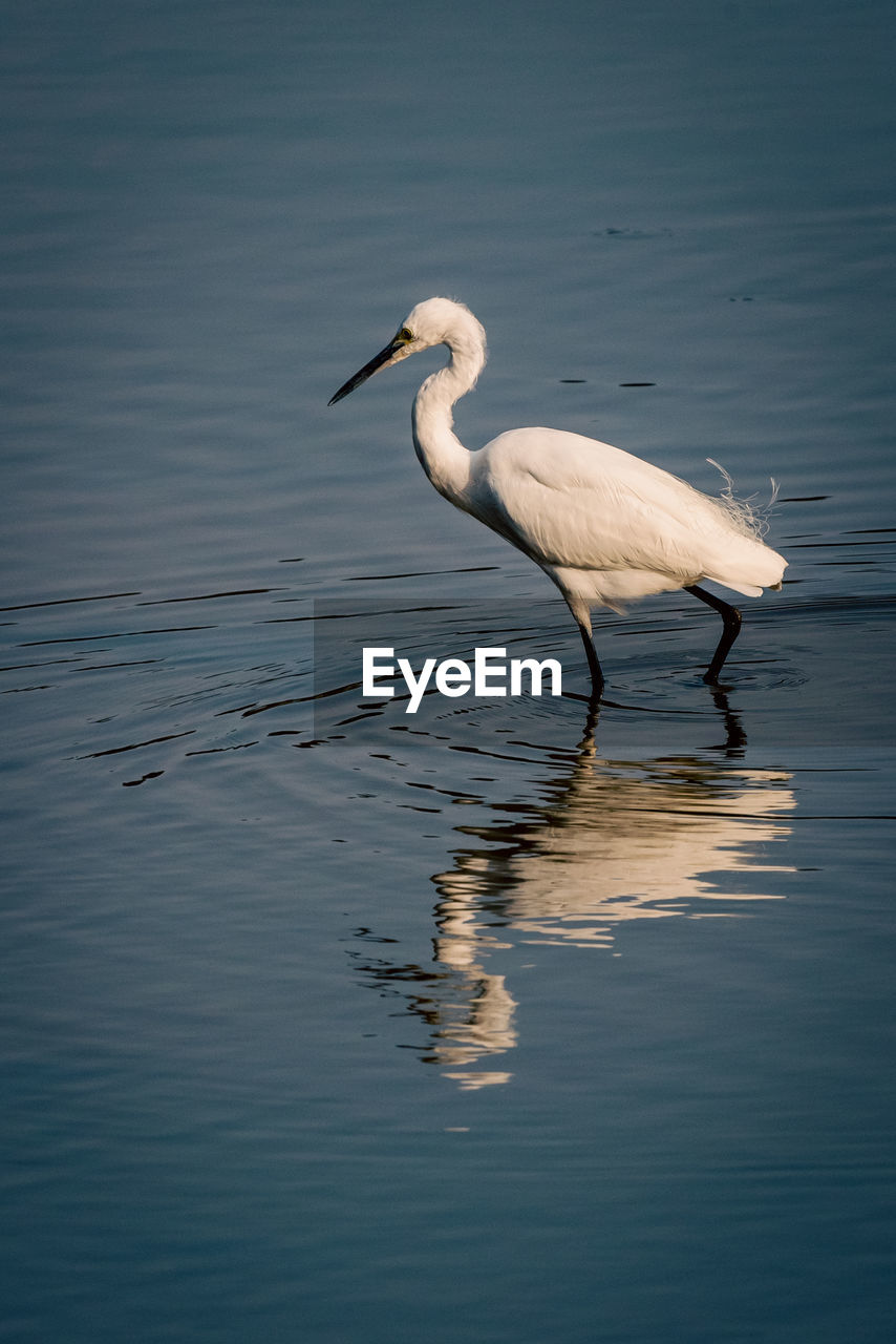 animal themes, animal, animal wildlife, bird, wildlife, reflection, water, one animal, beak, no people, nature, lake, wing, side view, day, heron, full length, beauty in nature, water bird, outdoors, wading