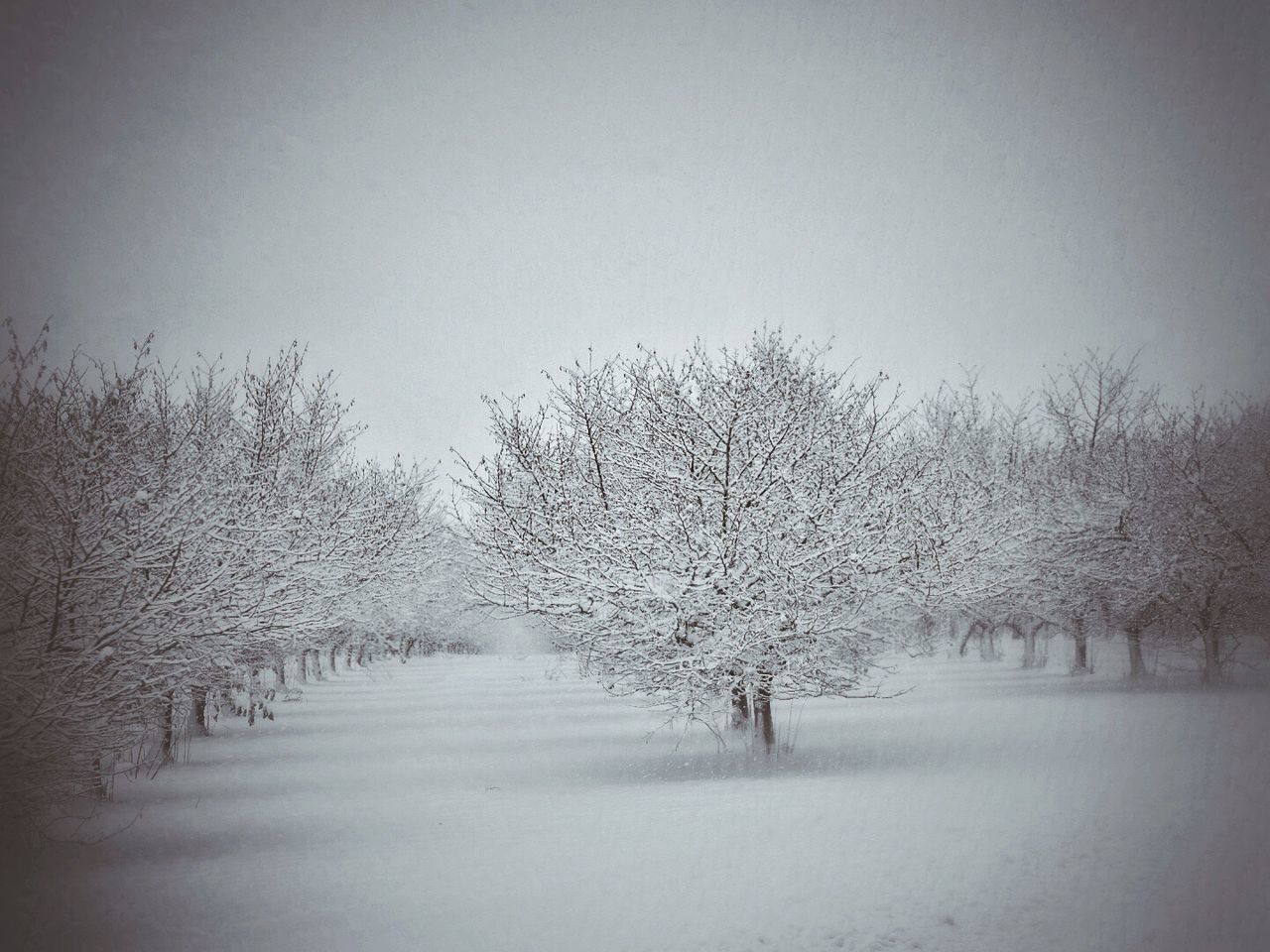 SNOW COVERED TREES AGAINST SKY