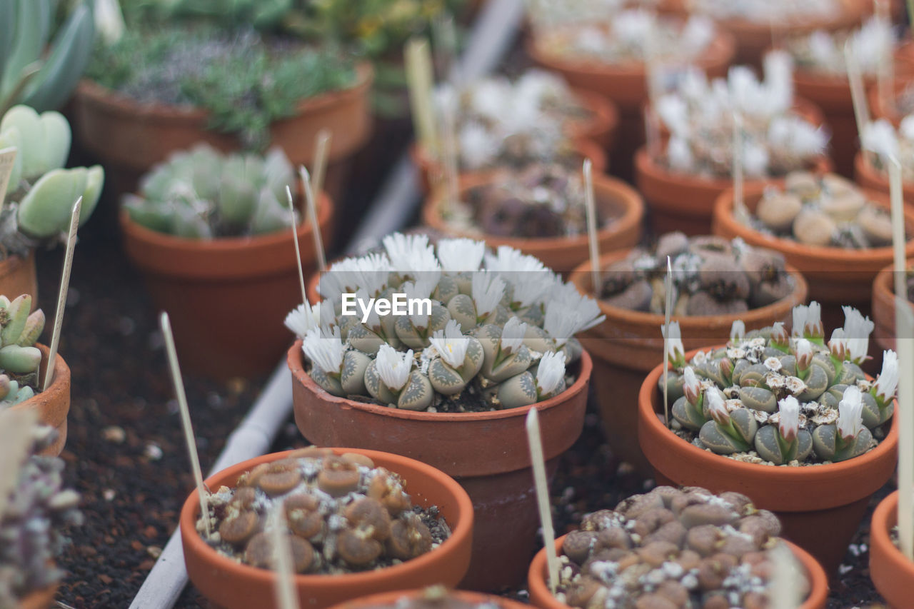 Flowering living rock cactus.