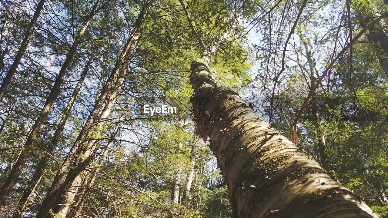 LOW ANGLE VIEW OF TREE IN FOREST