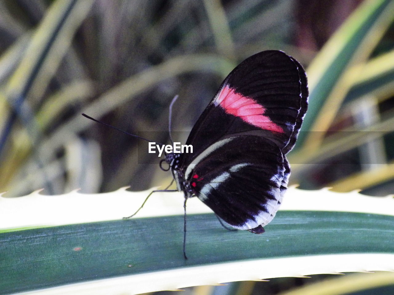 CLOSE-UP OF BUTTERFLY PERCHING ON FLOWER