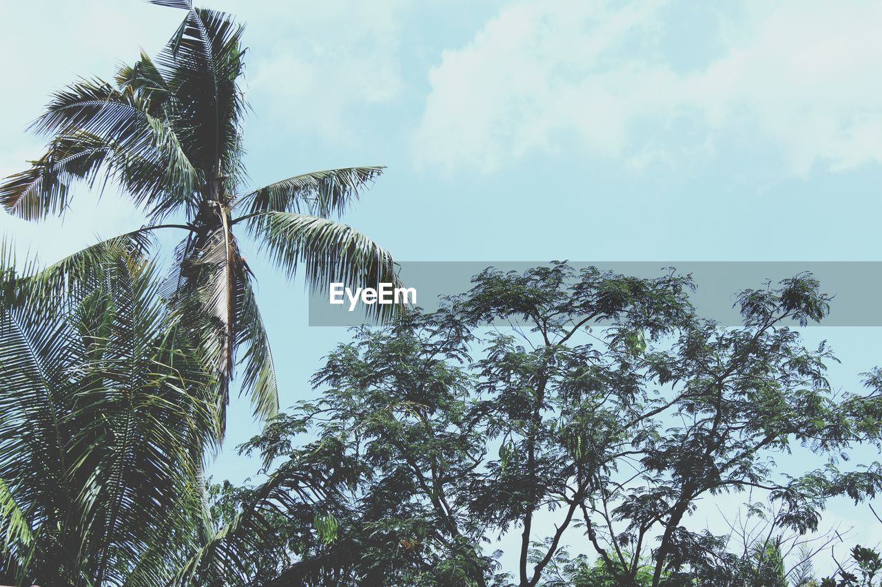 LOW ANGLE VIEW OF PALM TREE AGAINST SKY