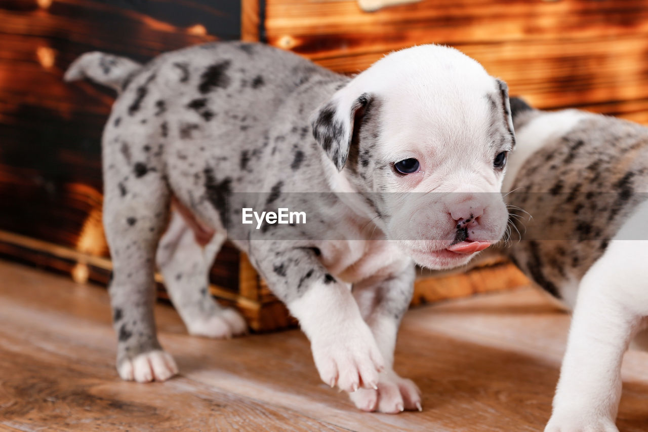 Close-up of english bulldog puppies on hardwood floor