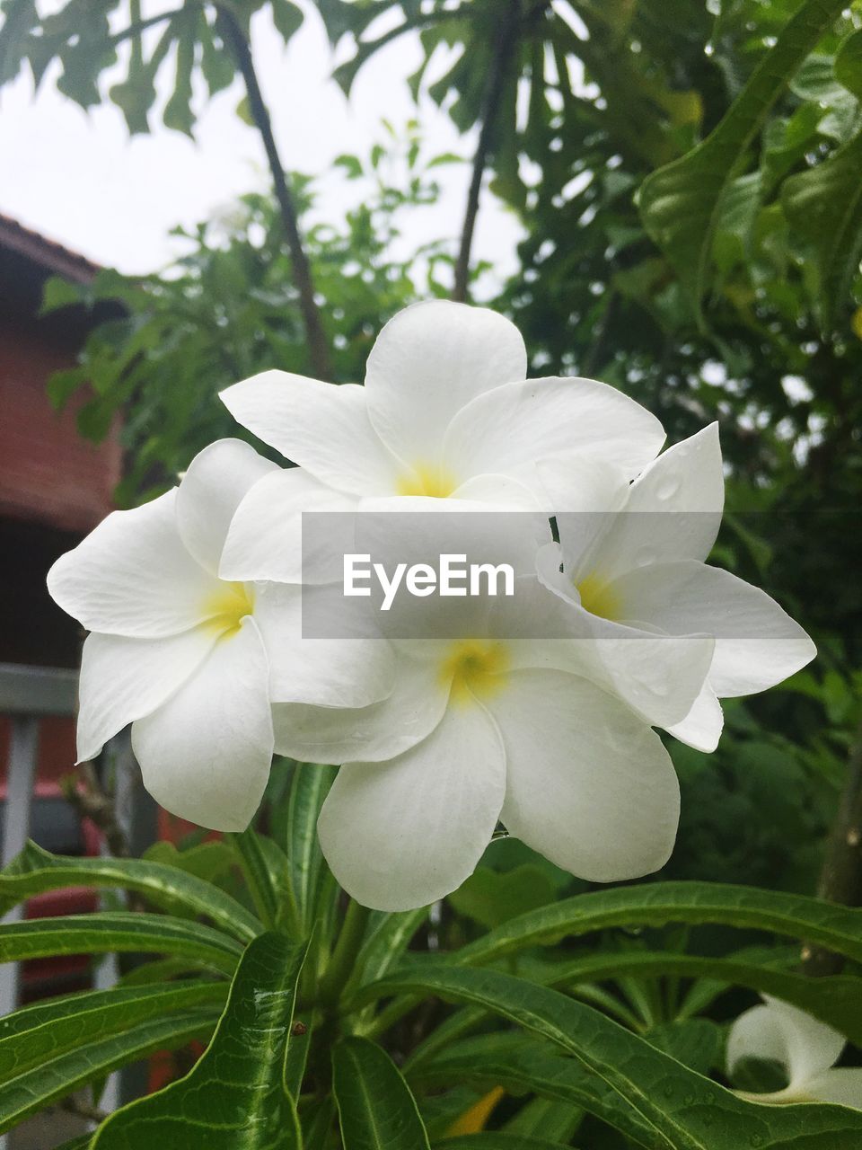 CLOSE-UP OF WHITE FLOWERS