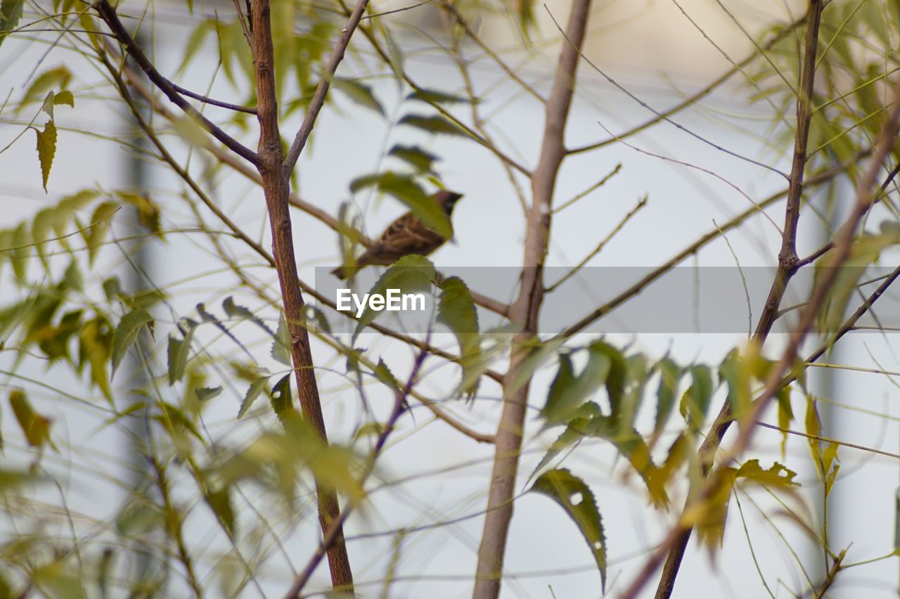 CLOSE-UP OF HORSE ON TREE BRANCH