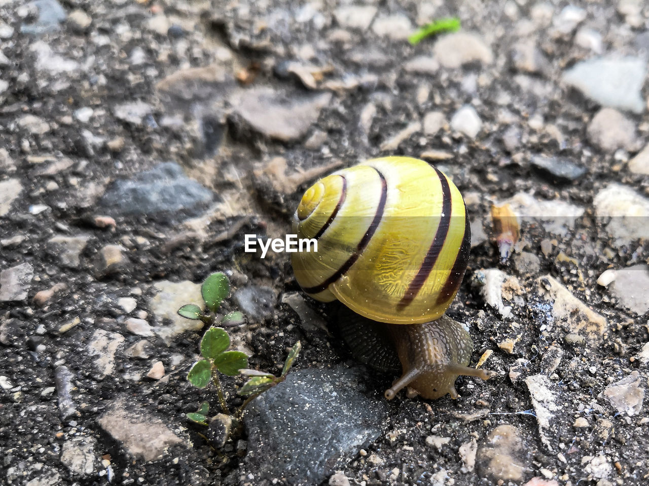 CLOSE-UP OF SNAIL