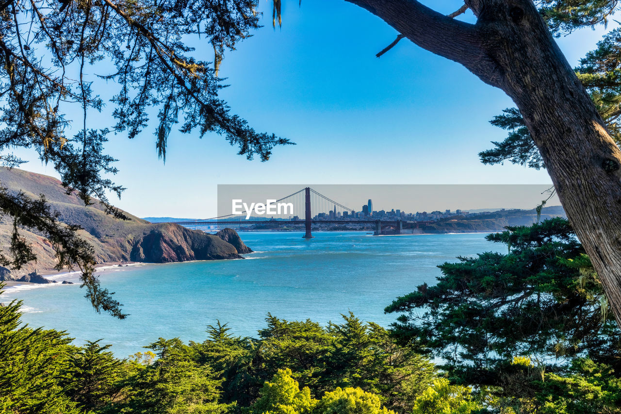 Looking through the trees at the golden gate bridge