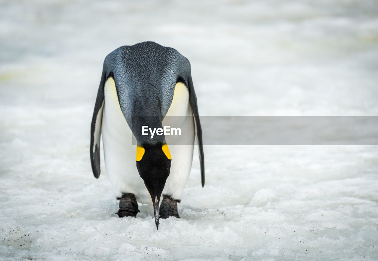 Close-up of penguin on frozen lake