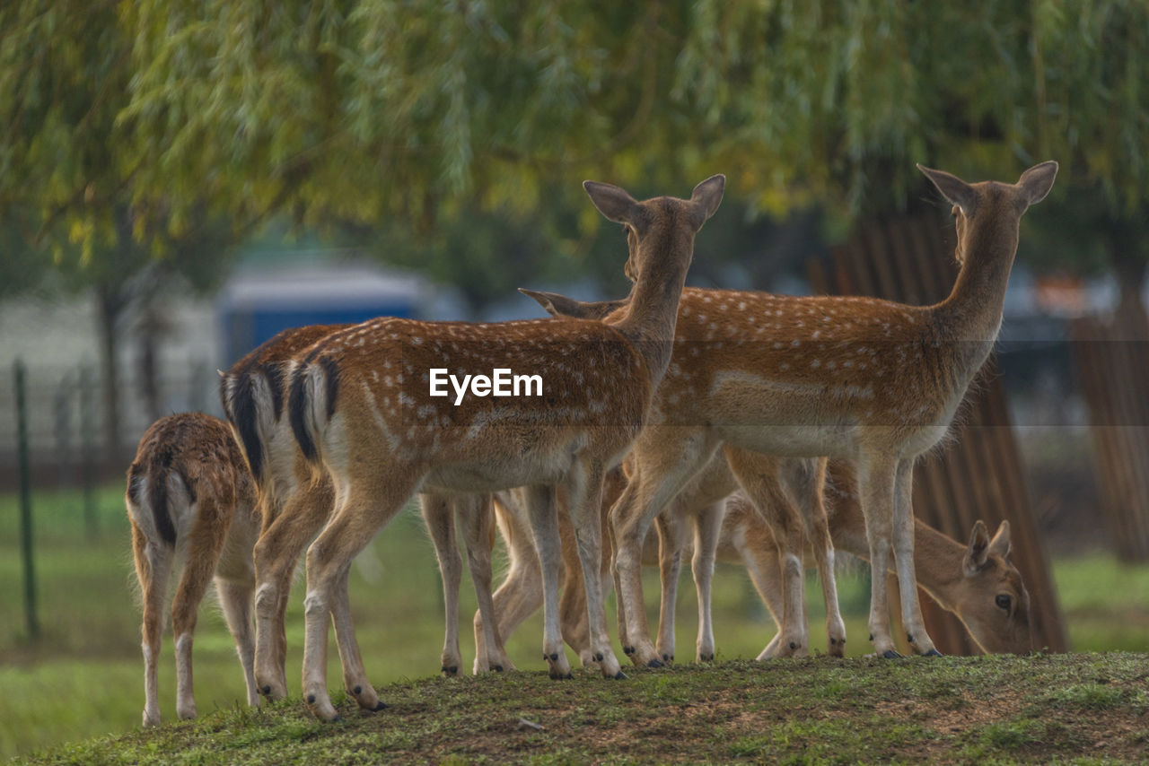 animal, animal themes, animal wildlife, wildlife, mammal, group of animals, deer, nature, no people, standing, grass, plant, prairie, young animal, outdoors, domestic animals, grassland, land, full length, herbivorous, day, tree, field, beauty in nature, travel destinations, tourism, herd