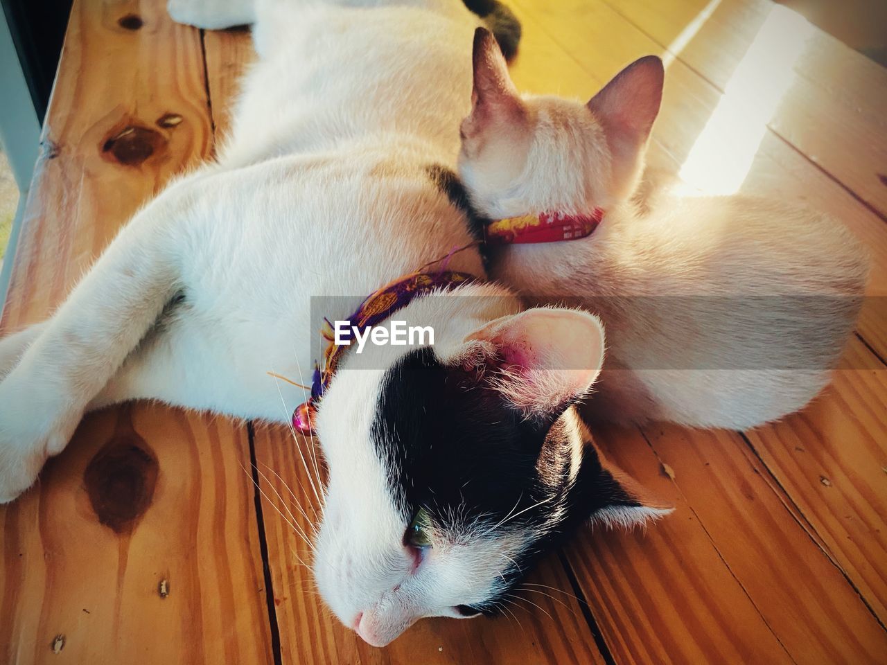 HIGH ANGLE VIEW OF A CAT LYING ON WOODEN FLOOR