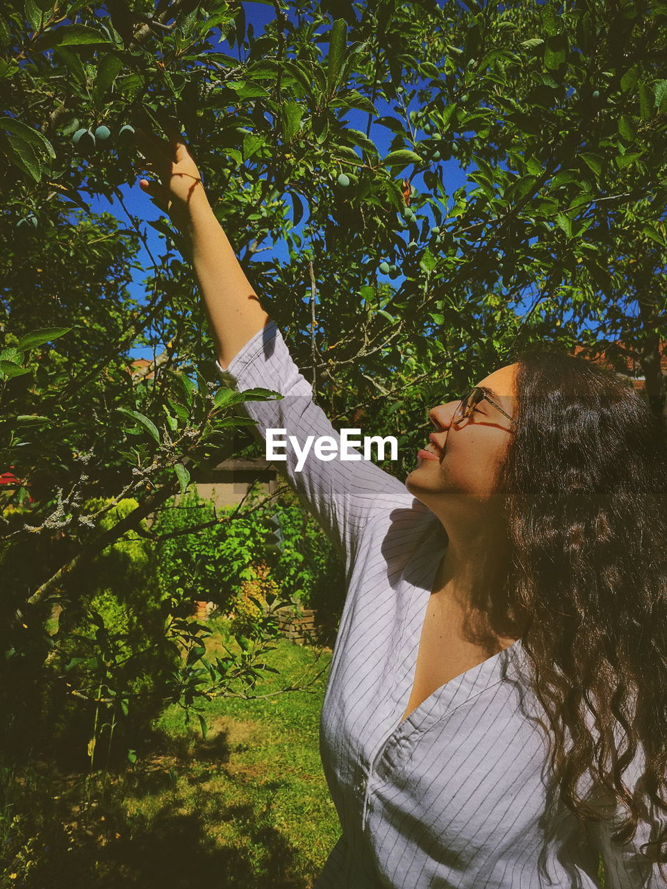 Woman harvesting fruits growing on trees