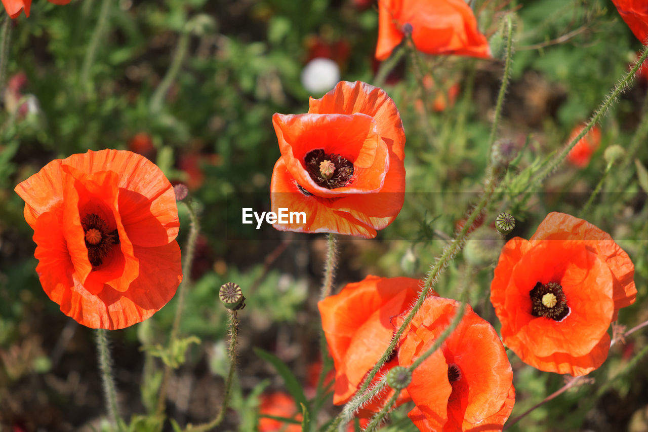 CLOSE-UP OF ORANGE POPPY GROWING OUTDOORS