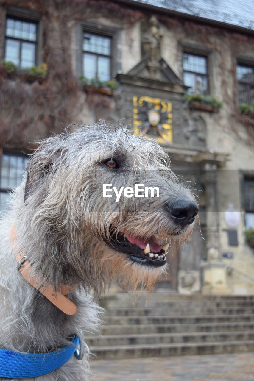 CLOSE-UP OF DOG WITH MOUTH OPEN