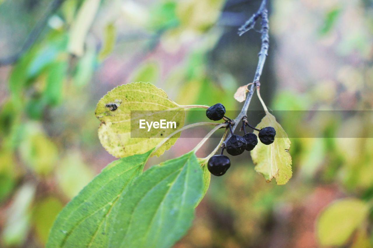 CLOSE-UP OF GREEN PLANT