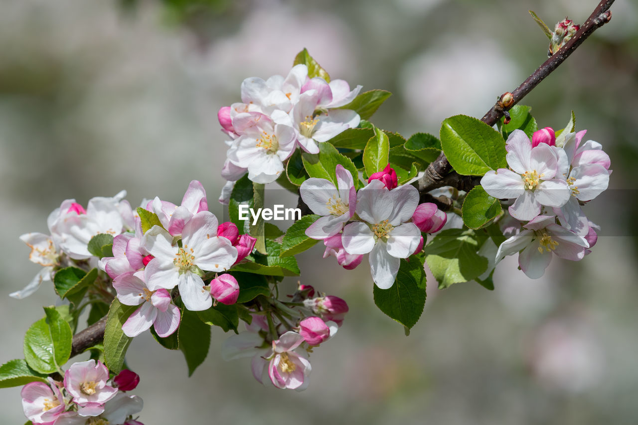 Close up of a branch of apple blossom