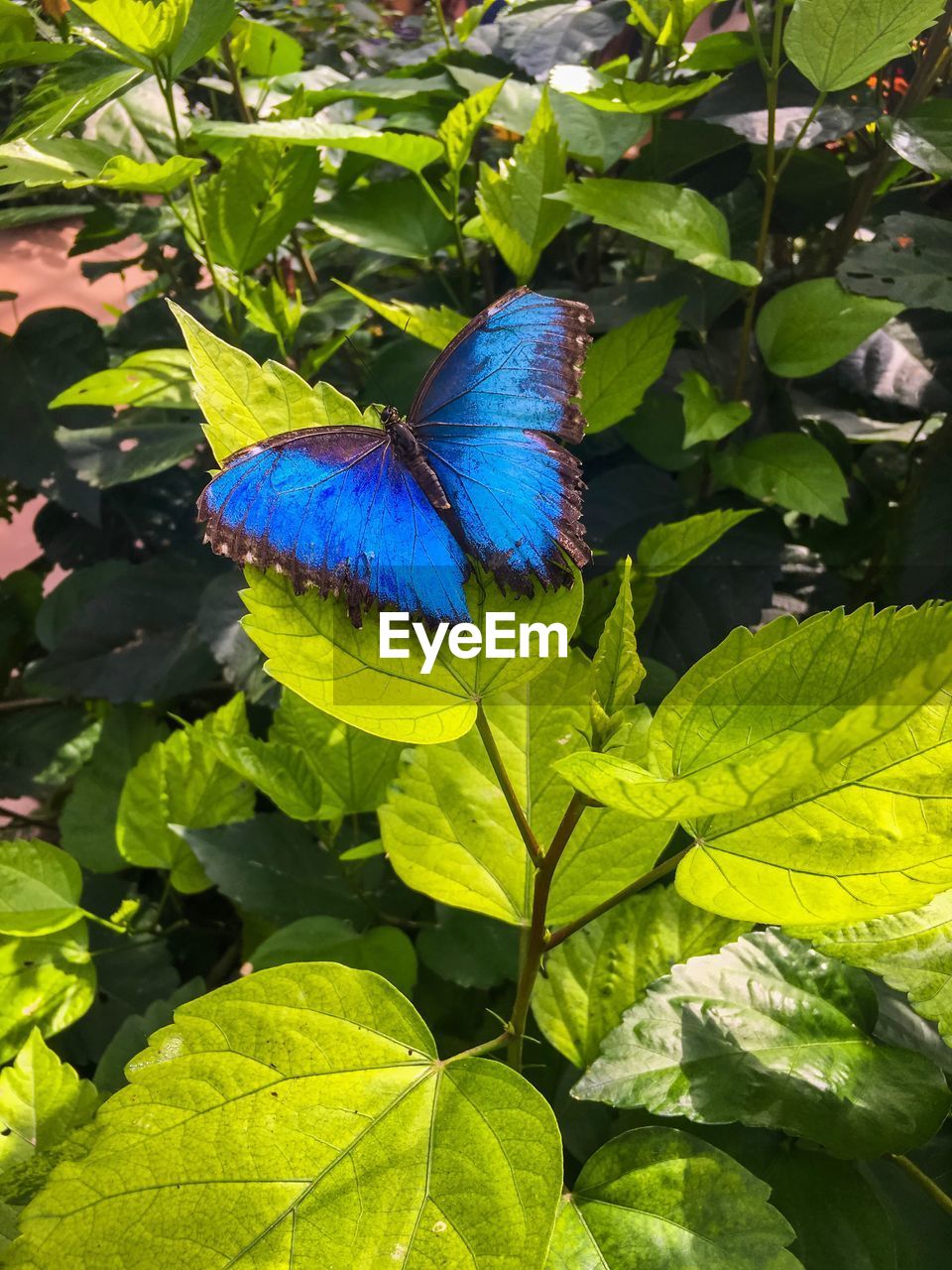 HIGH ANGLE VIEW OF INSECT ON BLUE FLOWER