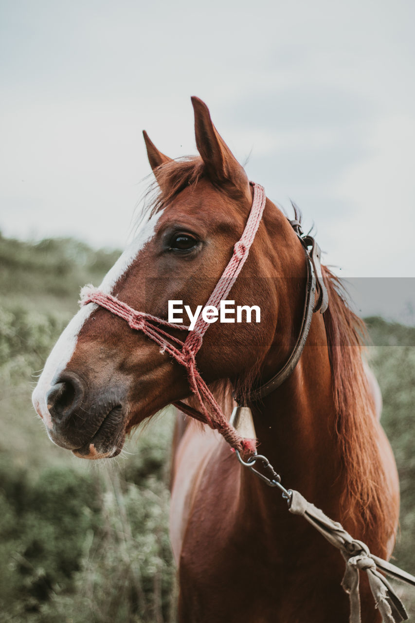 Horse on field against sky