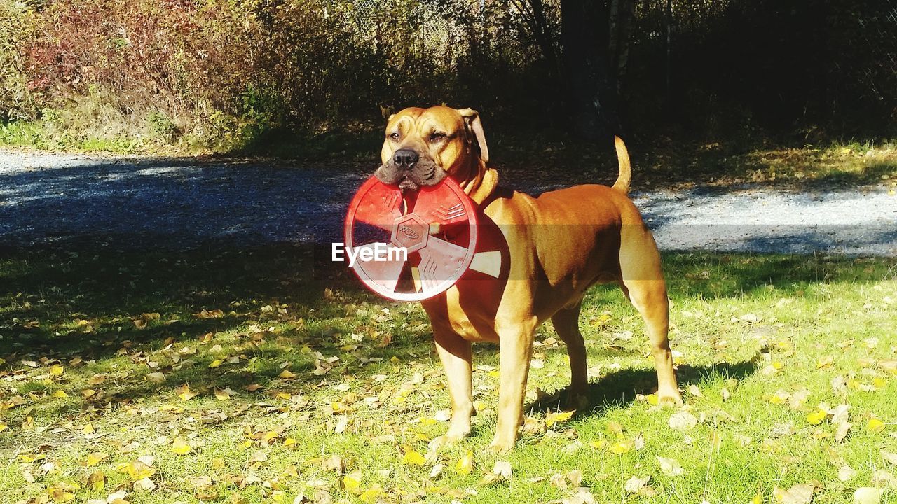 DOG STANDING ON GRASS